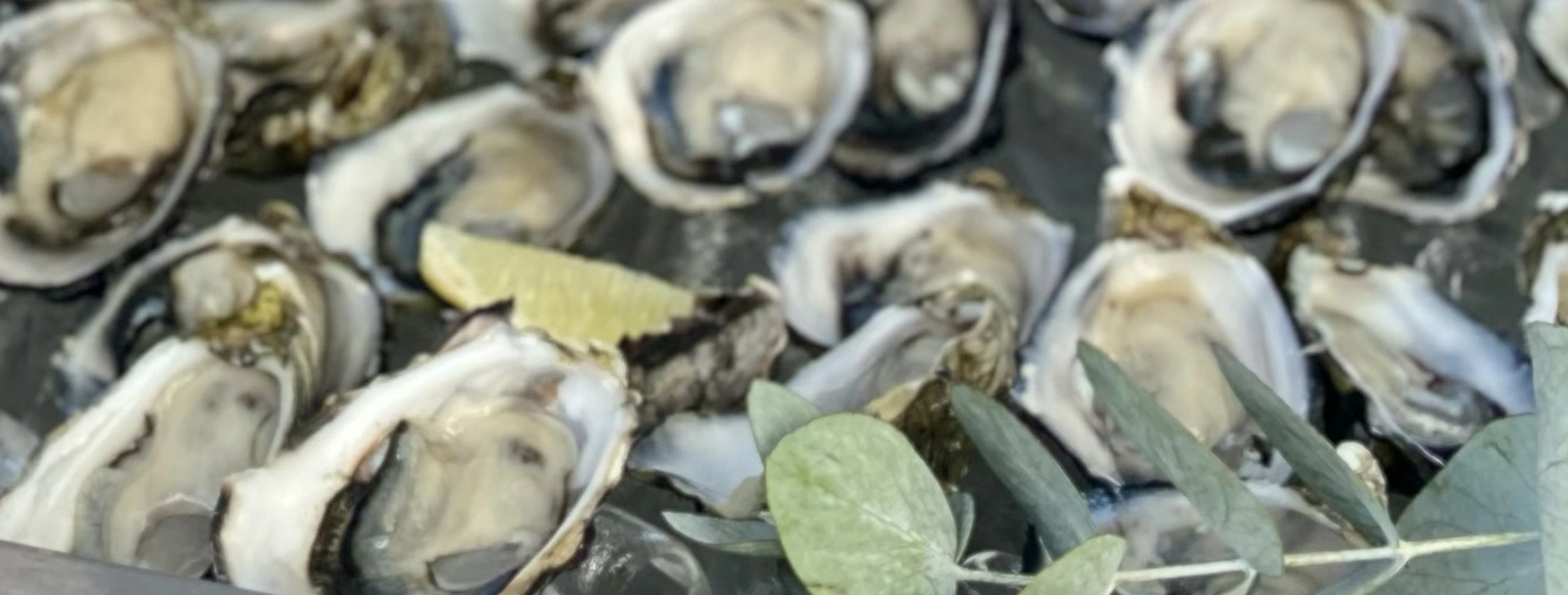 Freshly shucked oysters on ice